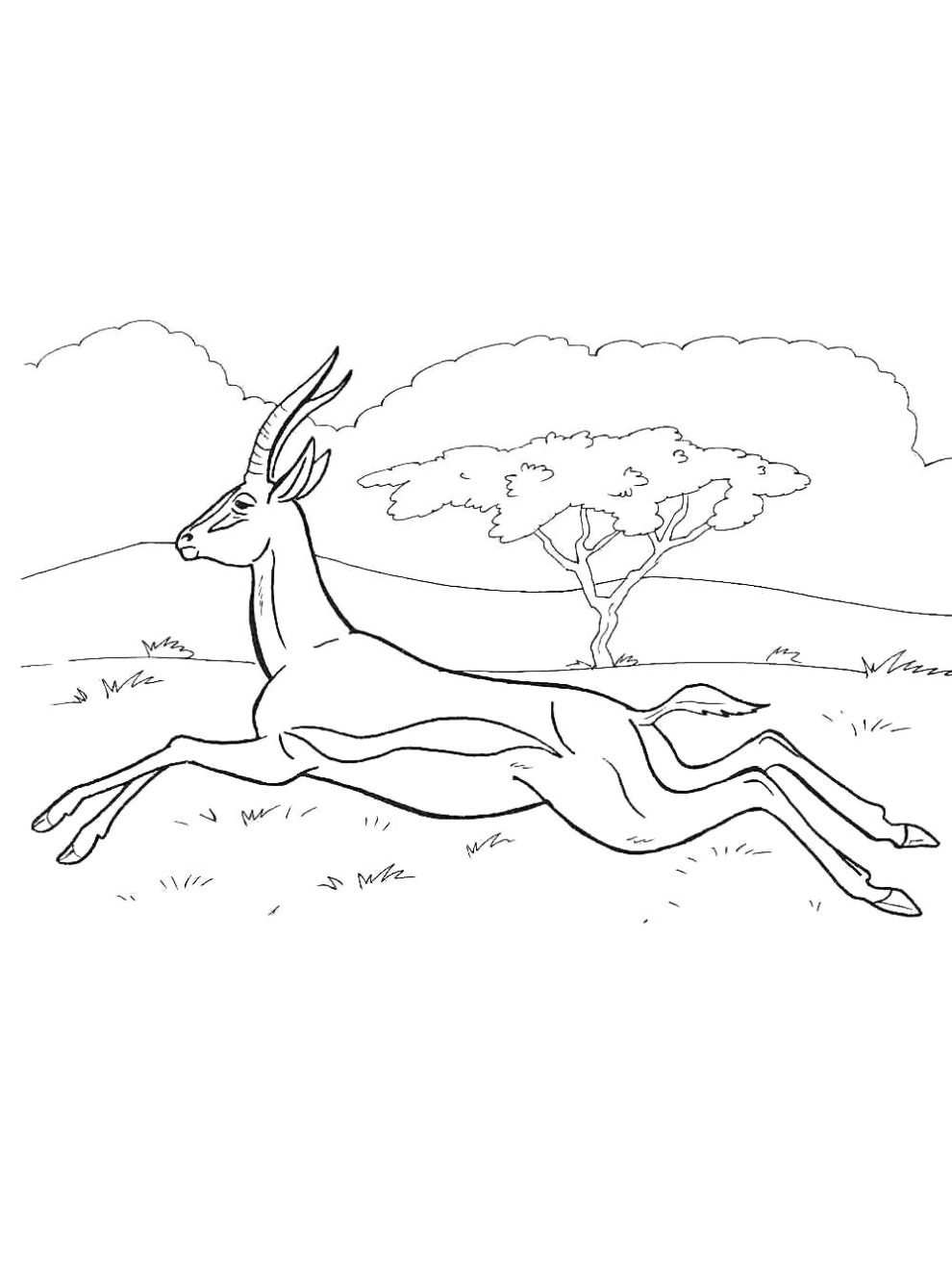 Antelope coloring pages