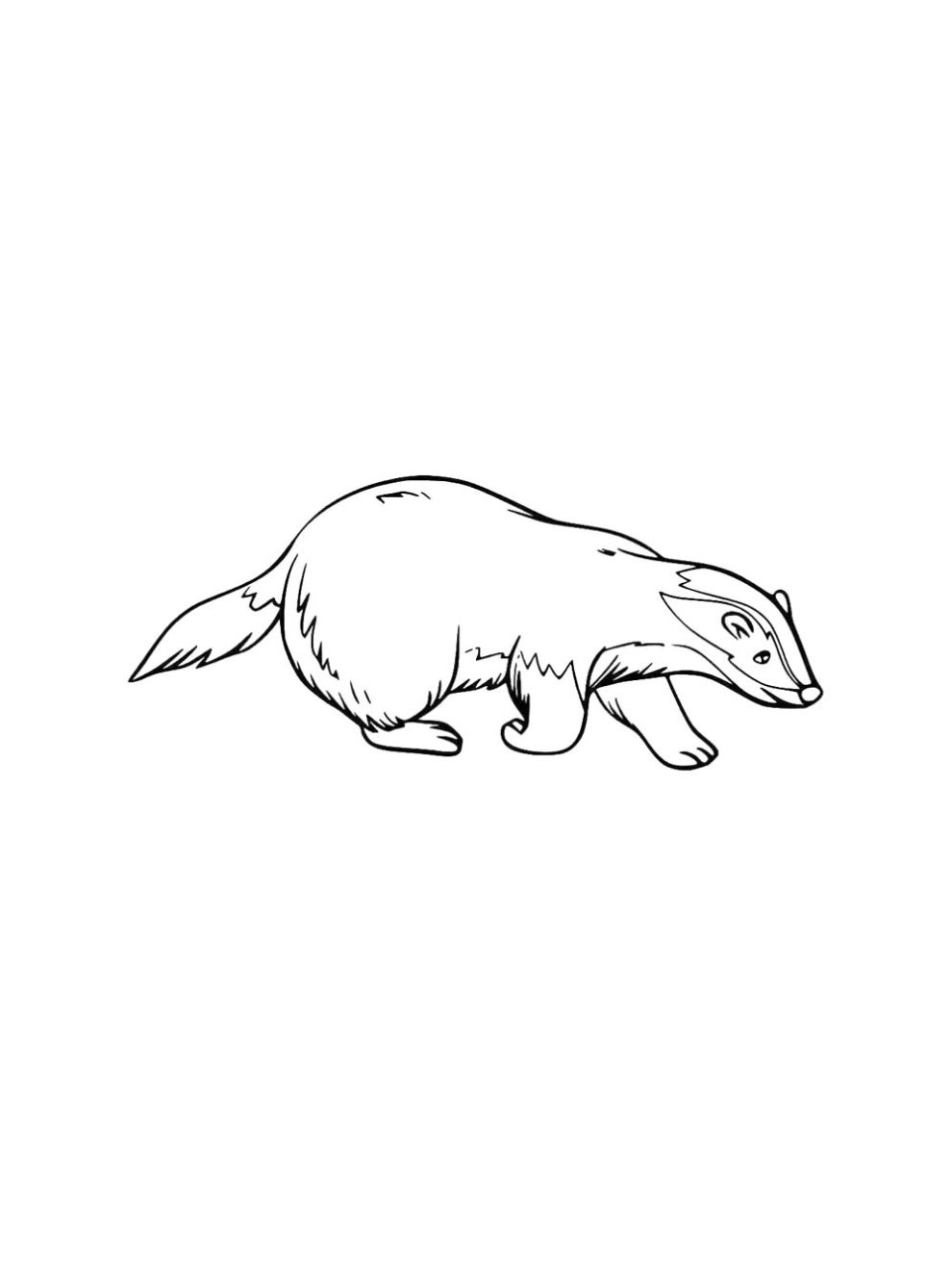 Badger coloring pages