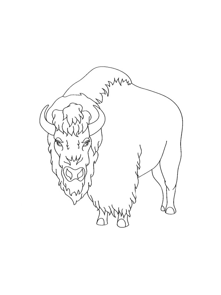 Bison coloring pages