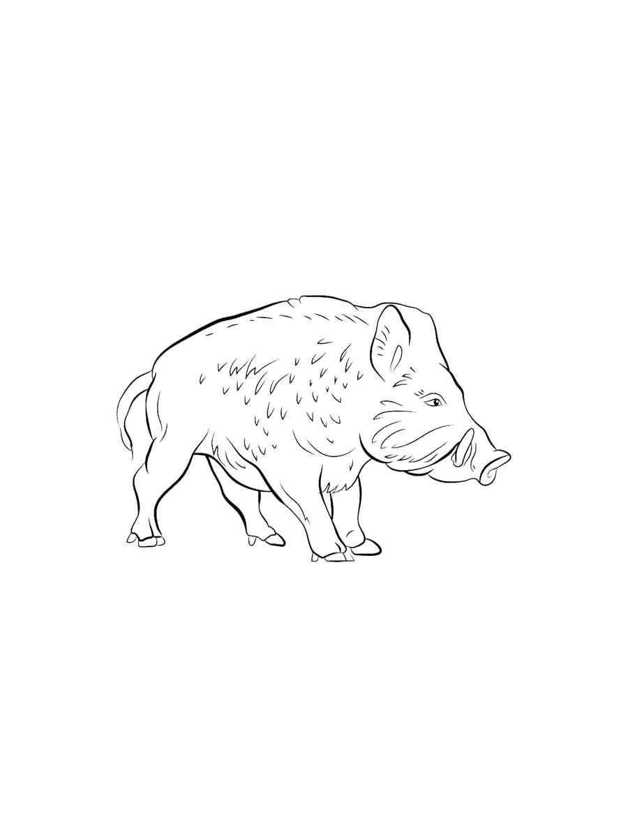 Boar coloring pages