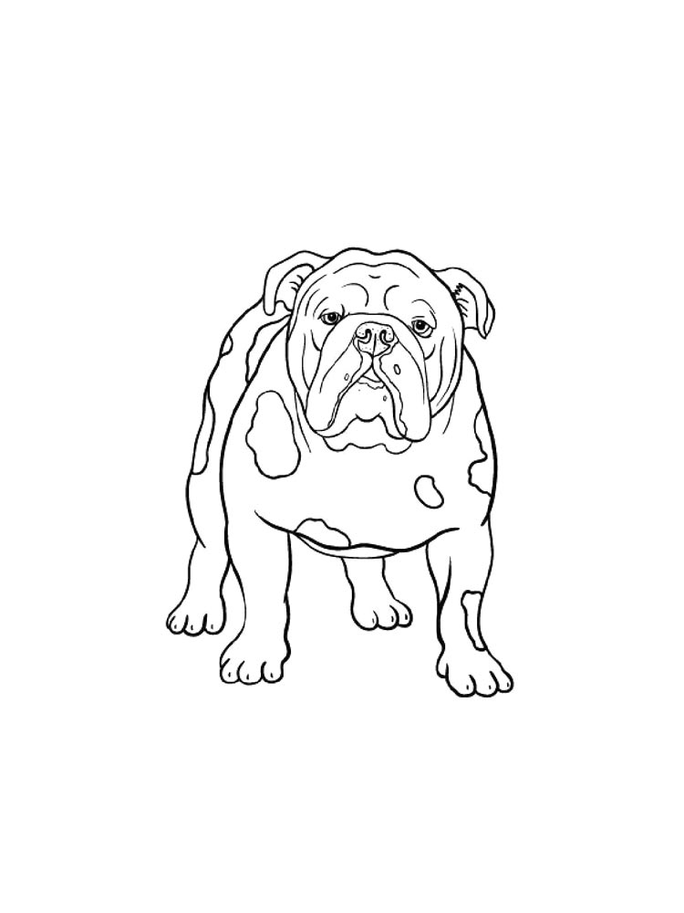 Bulldog coloring pages