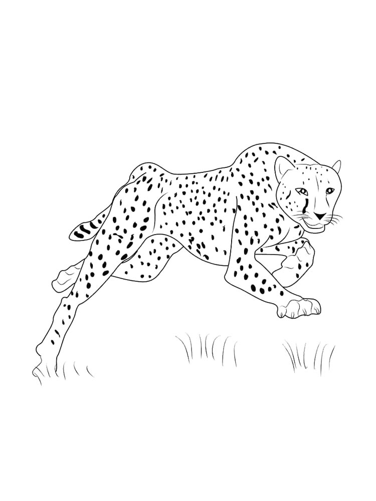 Cheetah coloring pages