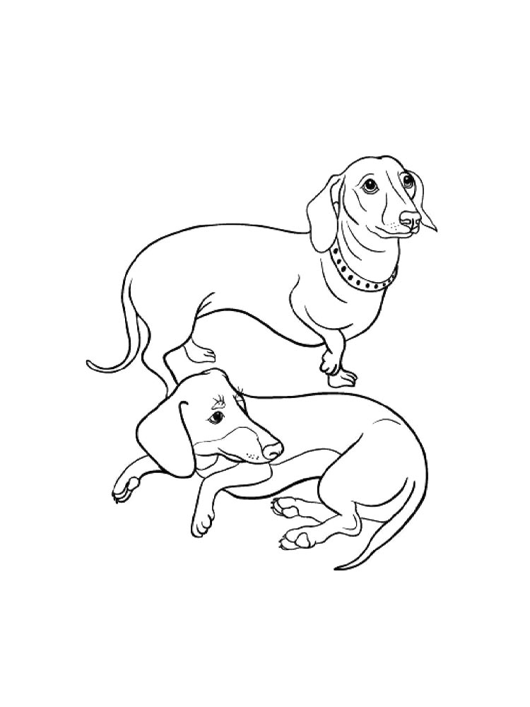 Dachshund coloring pages