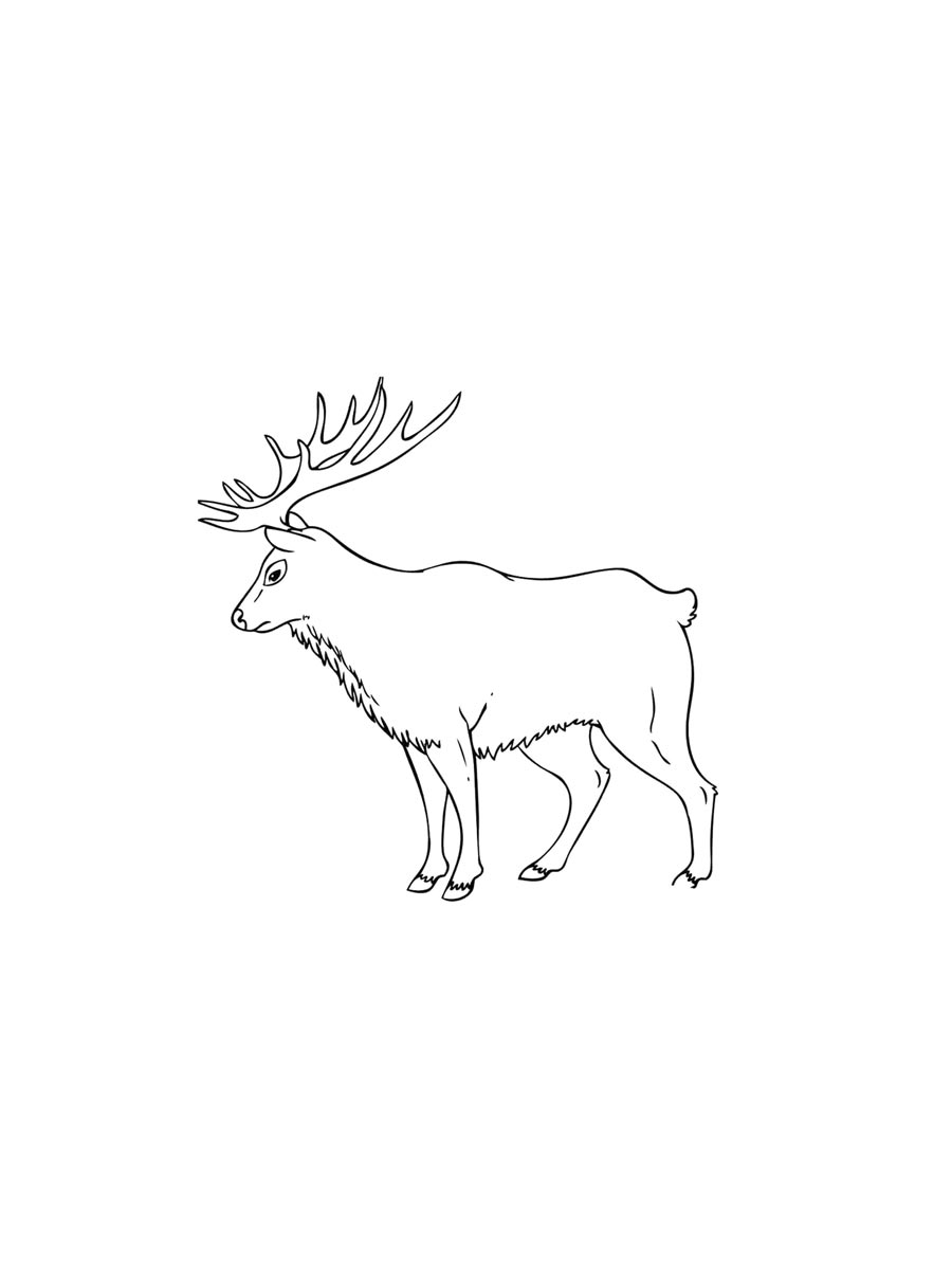 Elk coloring pages