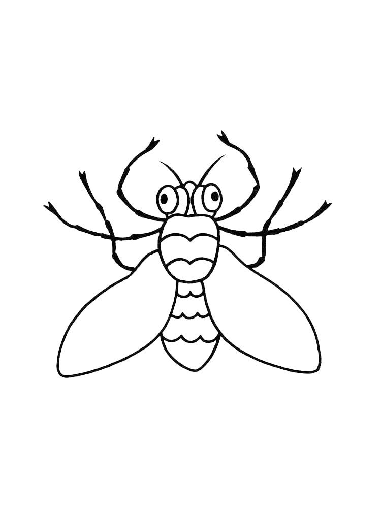 Fly coloring pages