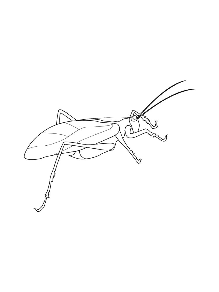 Grasshopper coloring pages