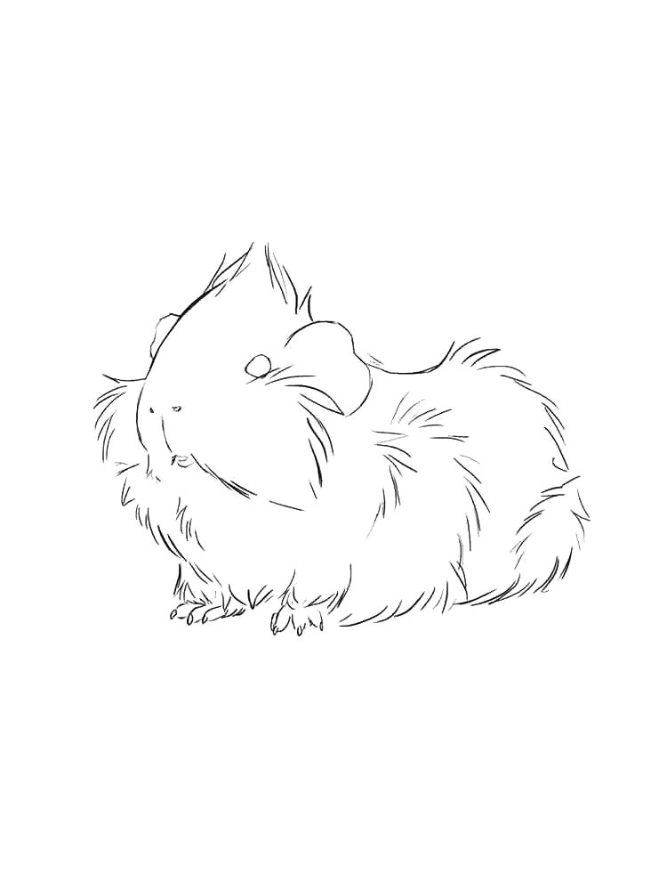 Guinea Pig coloring pages