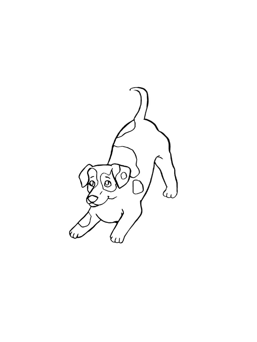 Jack Russell Terrier coloring pages