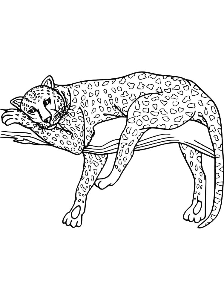 Leopard coloring pages