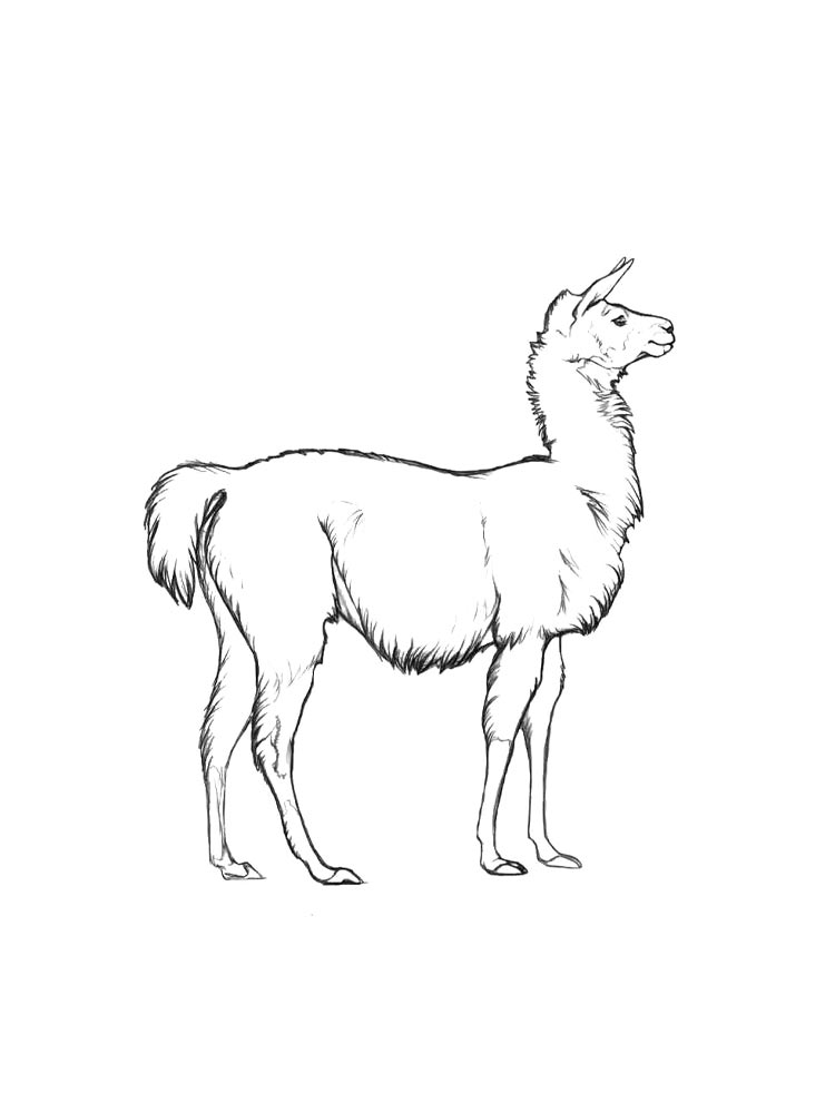 Llama coloring pages