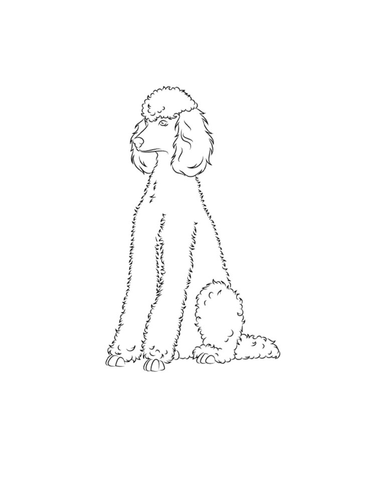 Poodle coloring pages