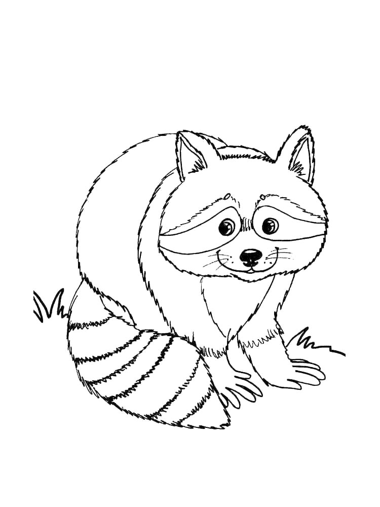 Raccoon coloring pages