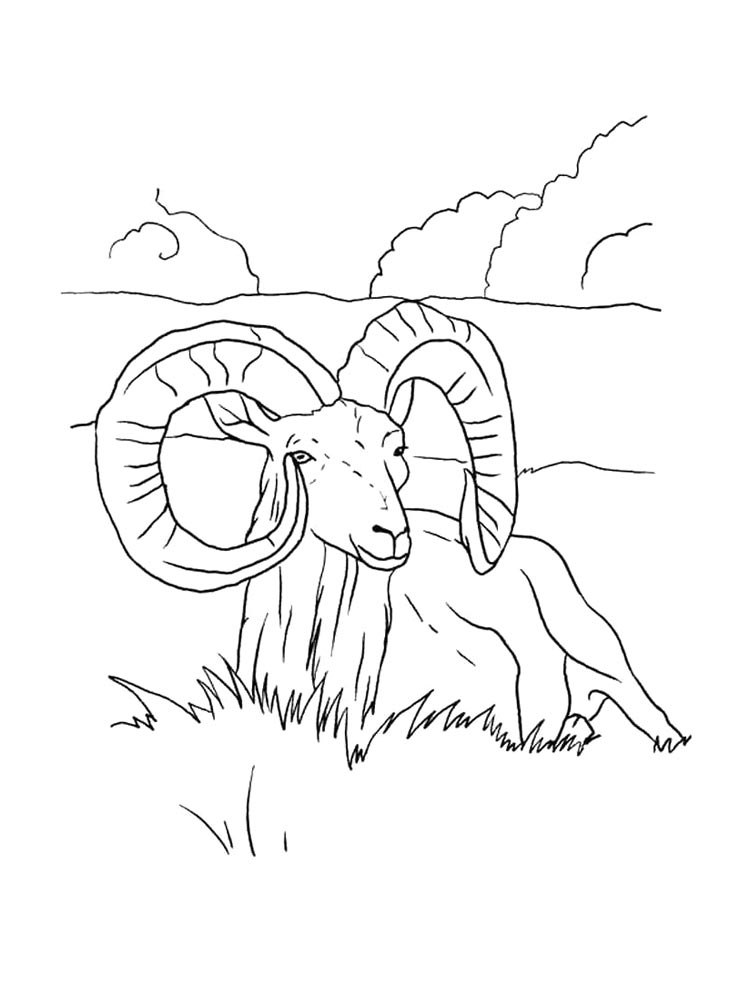 Ram coloring pages