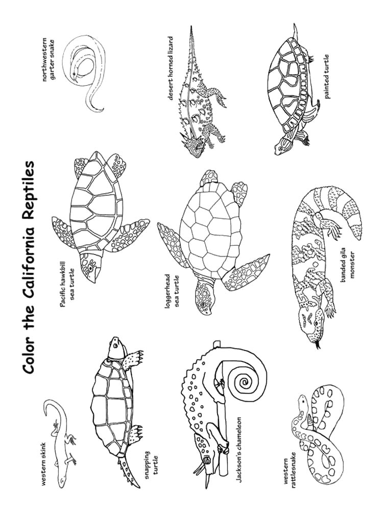 Reptile coloring pages