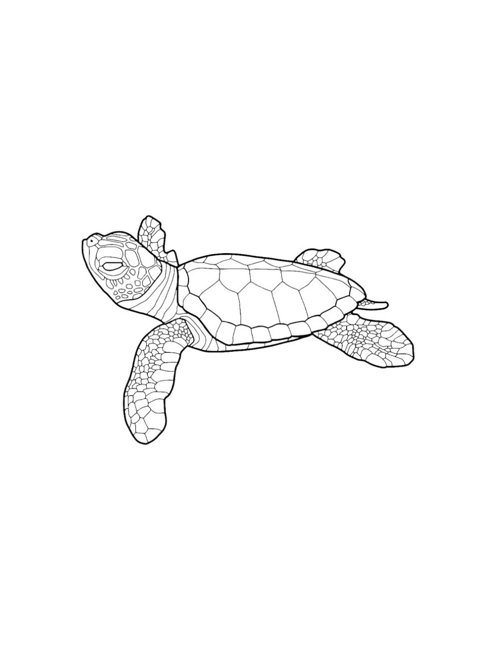 Sea Turtle coloring pages