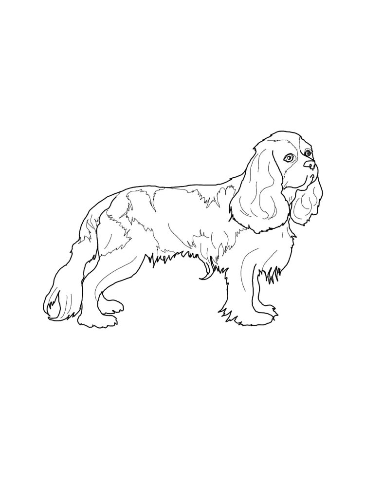 Spaniel coloring pages