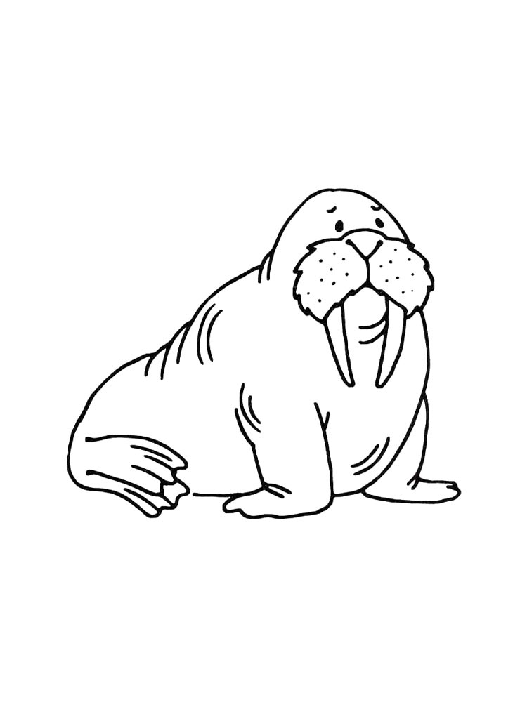 Walrus coloring pages