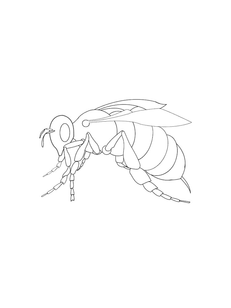 Wasp coloring pages