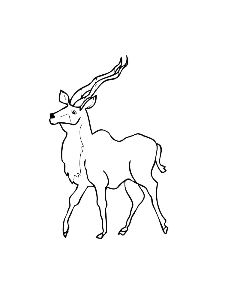 Wild Animal coloring pages