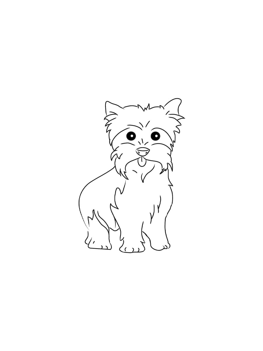 Yorkshire Terrier coloring pages