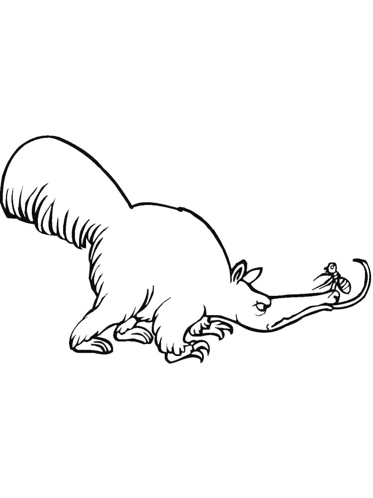 Anteater coloring pages