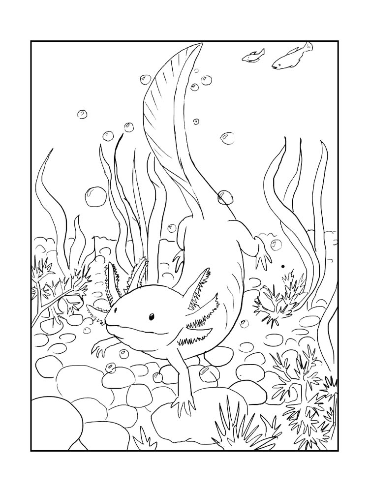 Axolotl coloring pages