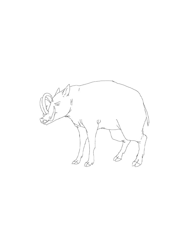 Babirusa coloring pages