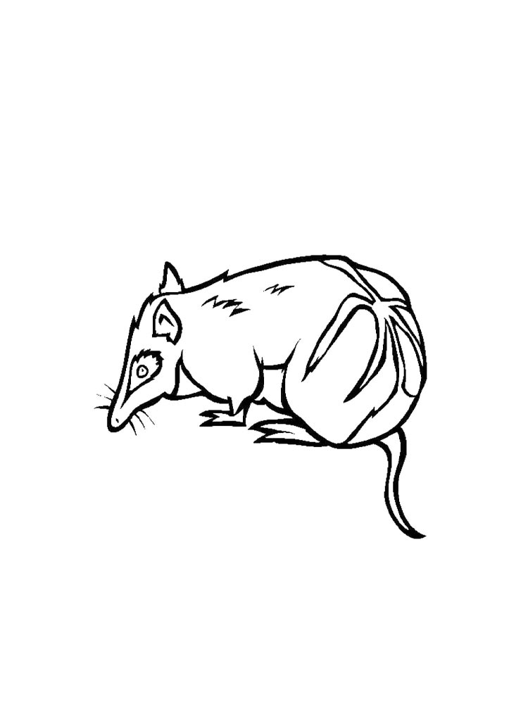 Bandicoot coloring pages