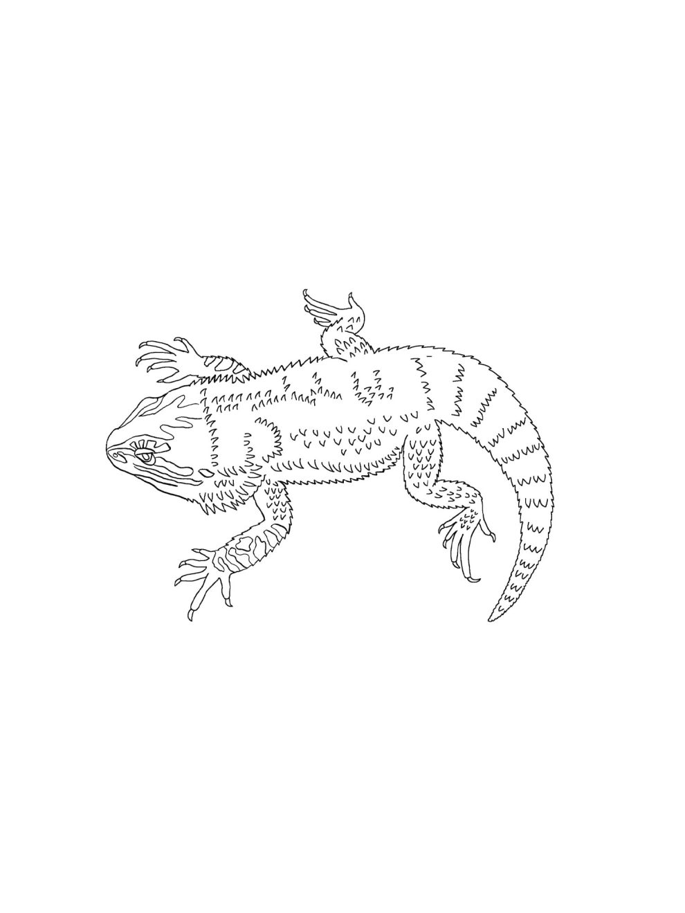 Bearded Dragon coloring pages