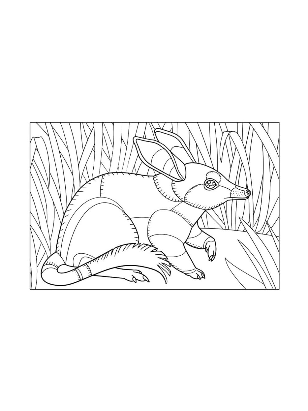 Bilby coloring pages