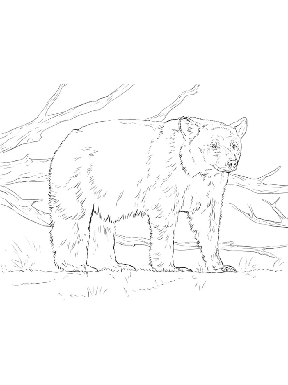 Black Bear coloring pages