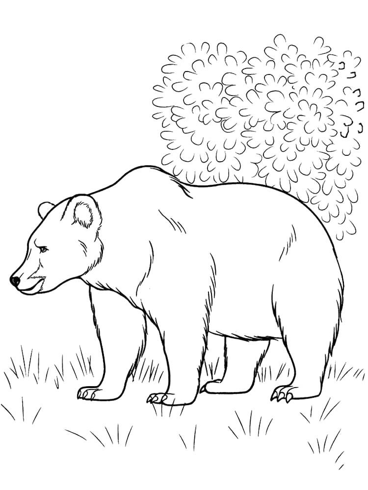 Brown Bear coloring pages