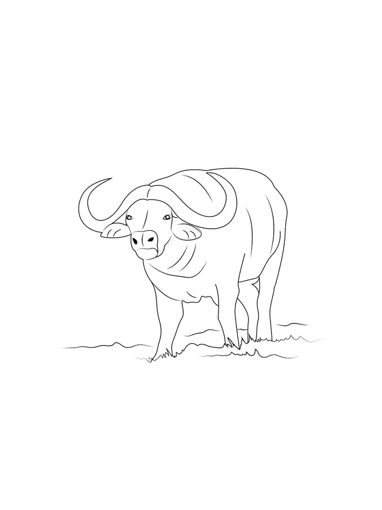 Buffalo coloring pages