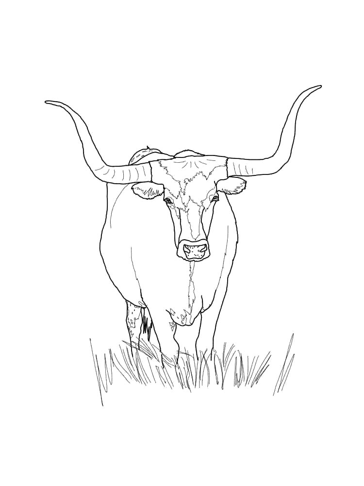 Bull coloring pages