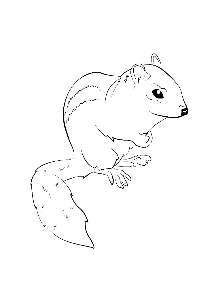 Chipmunk coloring pages