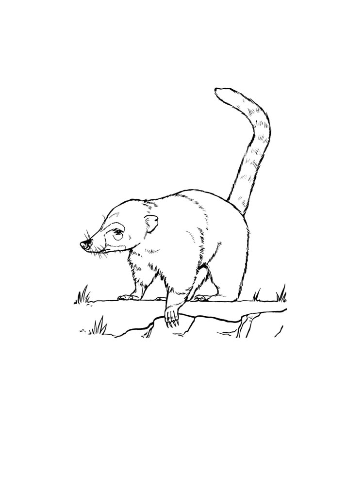 Coati coloring pages