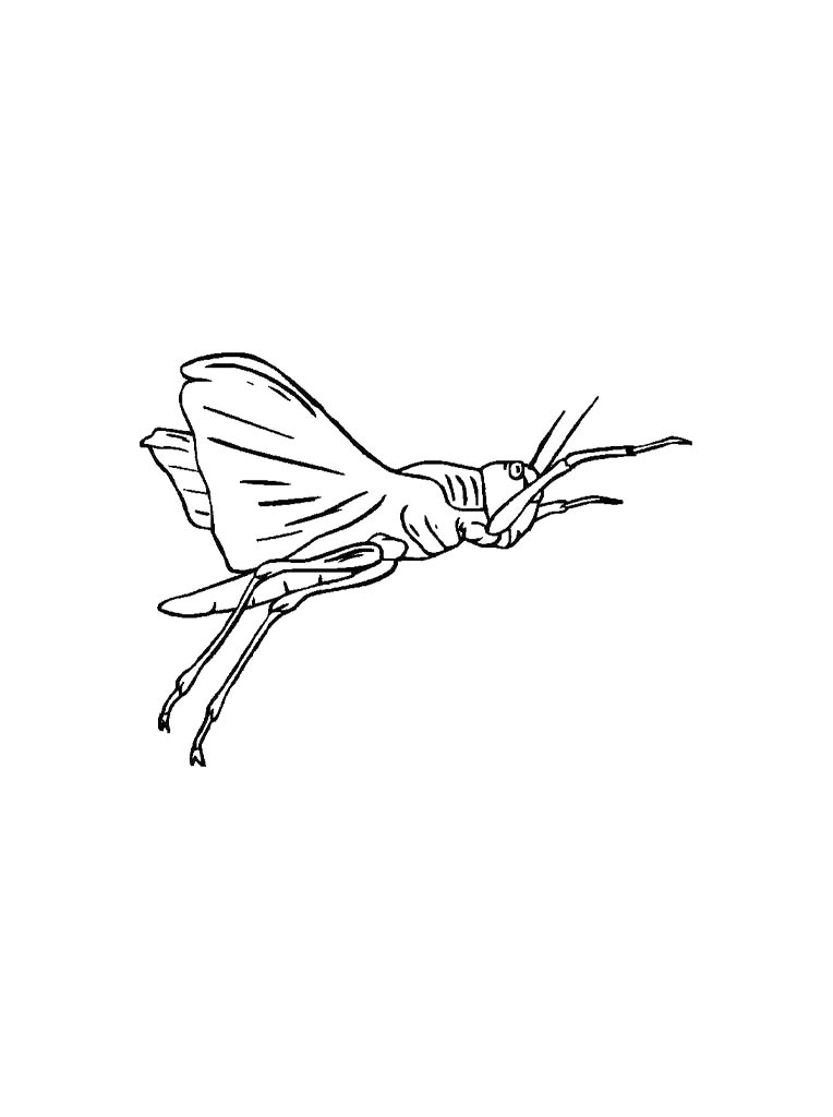 Cricket Insect coloring pages