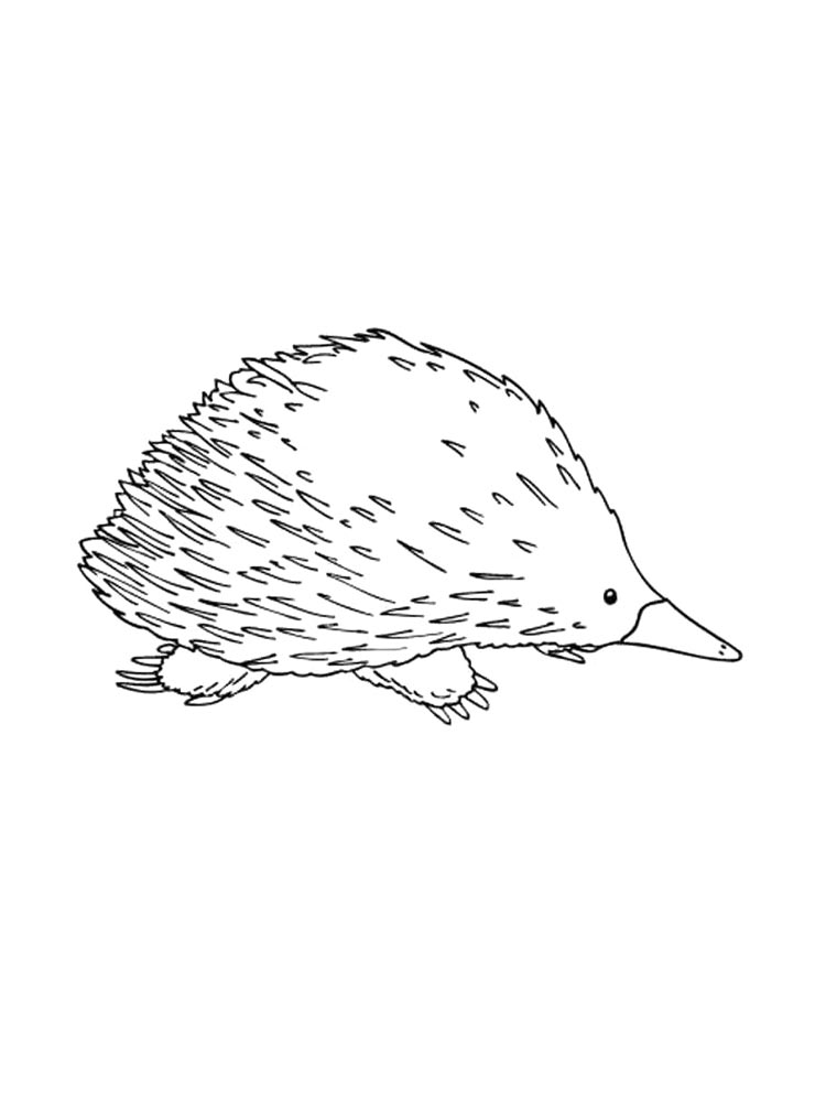 Echidna coloring pages