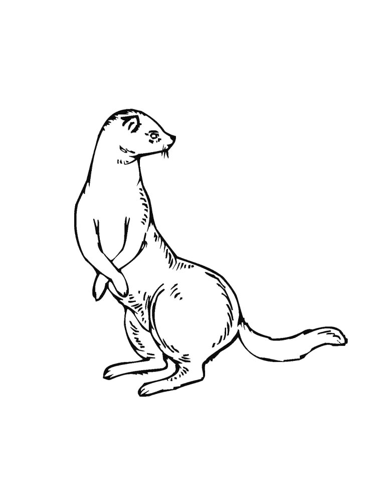 Ferret coloring pages