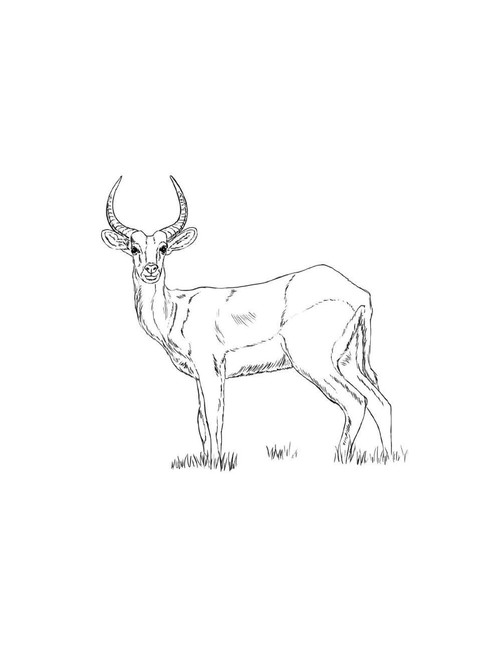 Hartebeest coloring pages