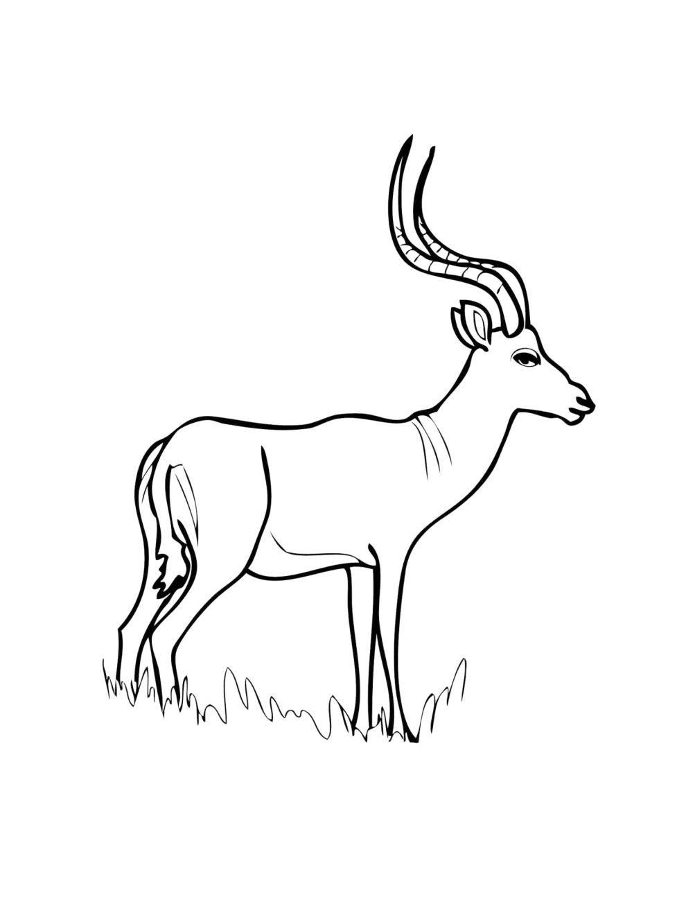 Impala coloring pages