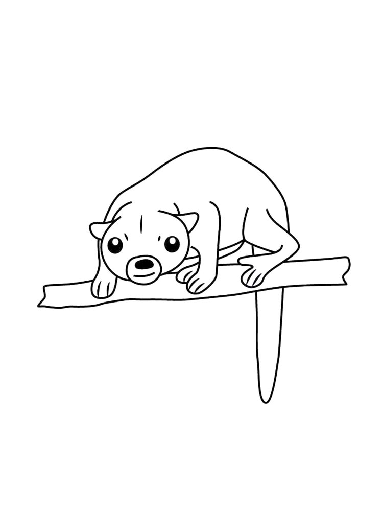 Kinkajou coloring pages