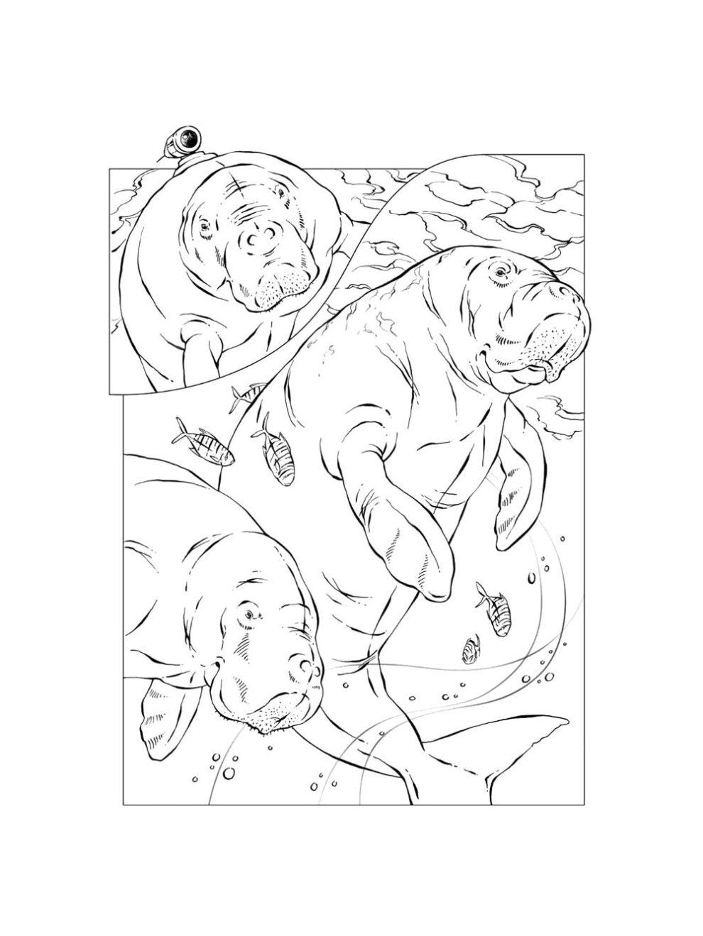 Manatee coloring pages