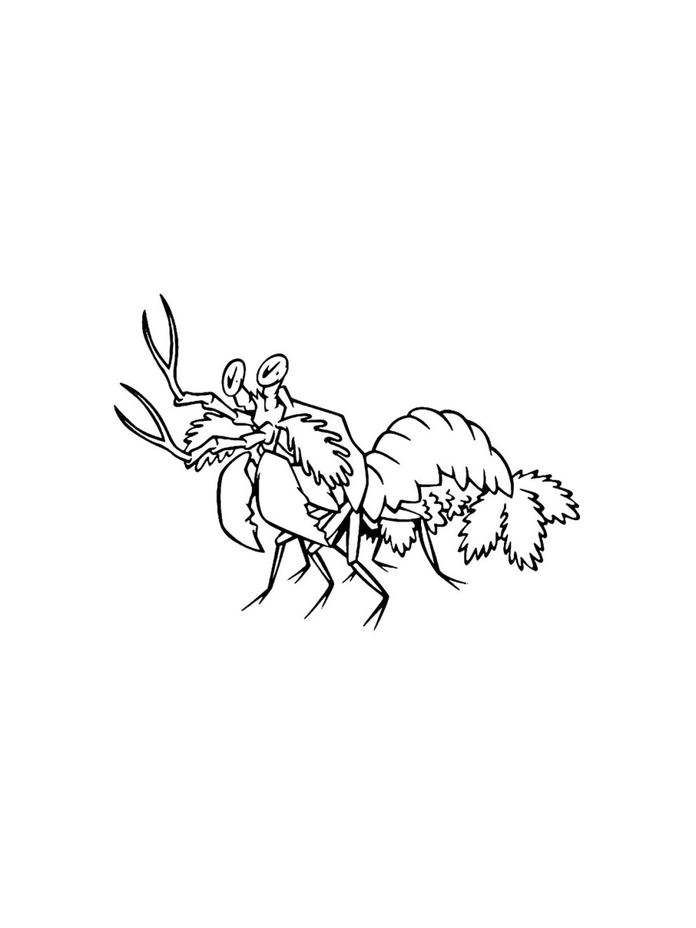 Mantis Shrimp coloring pages