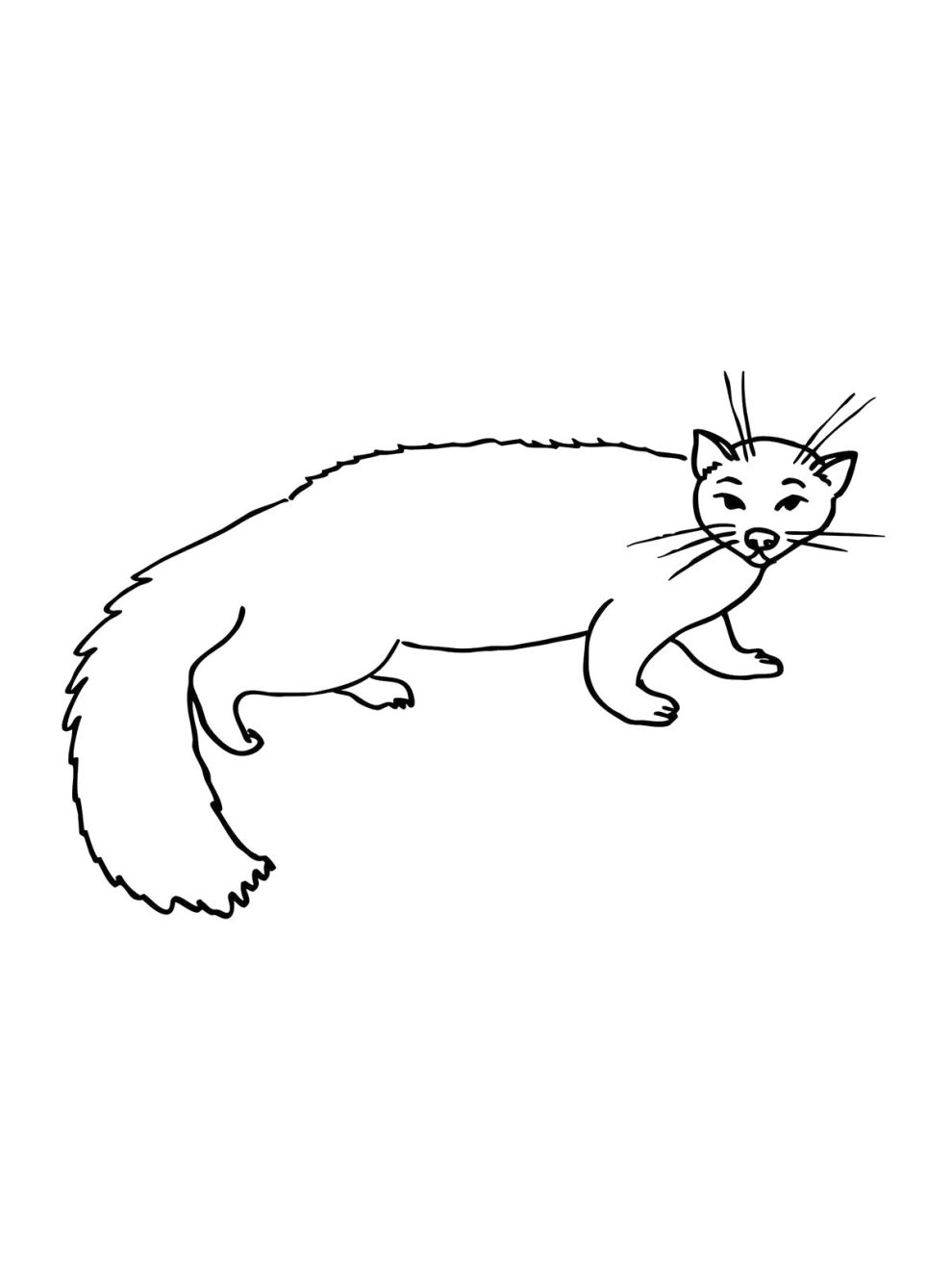 Marten coloring pages