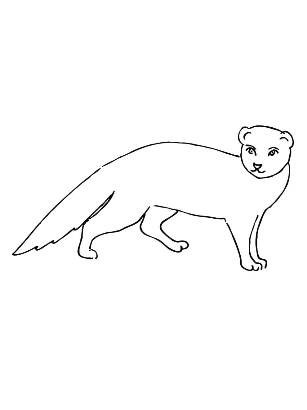 Mongoose coloring pages