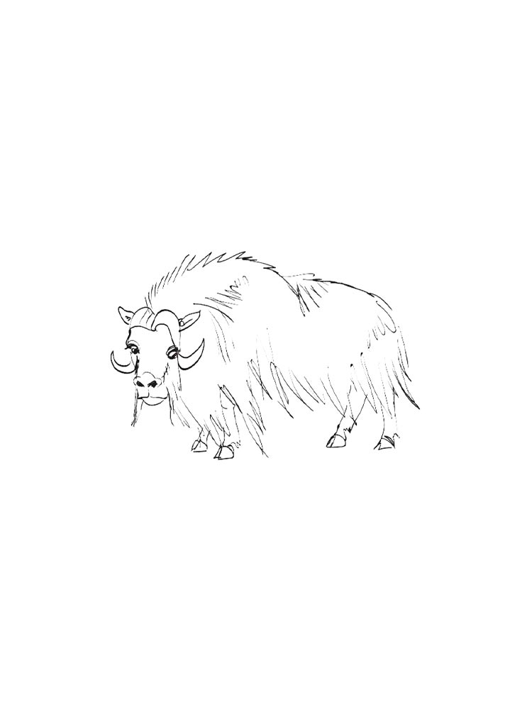 Musk Ox coloring pages