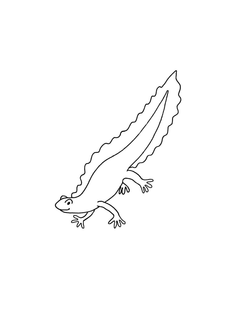 Newt coloring pages