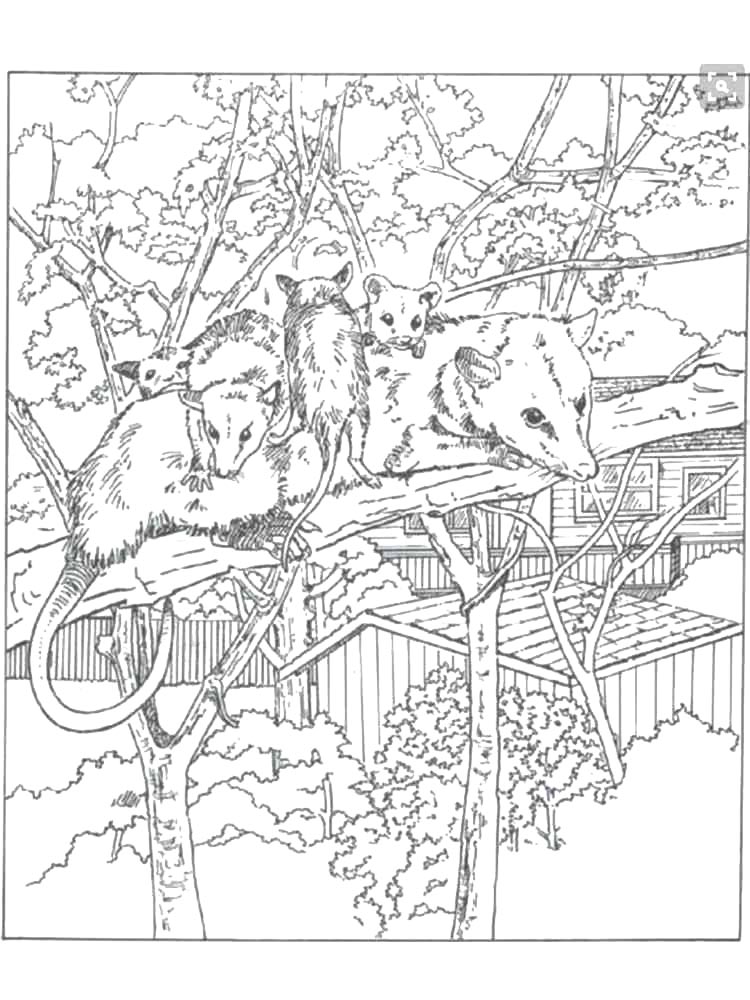 Opossum coloring pages