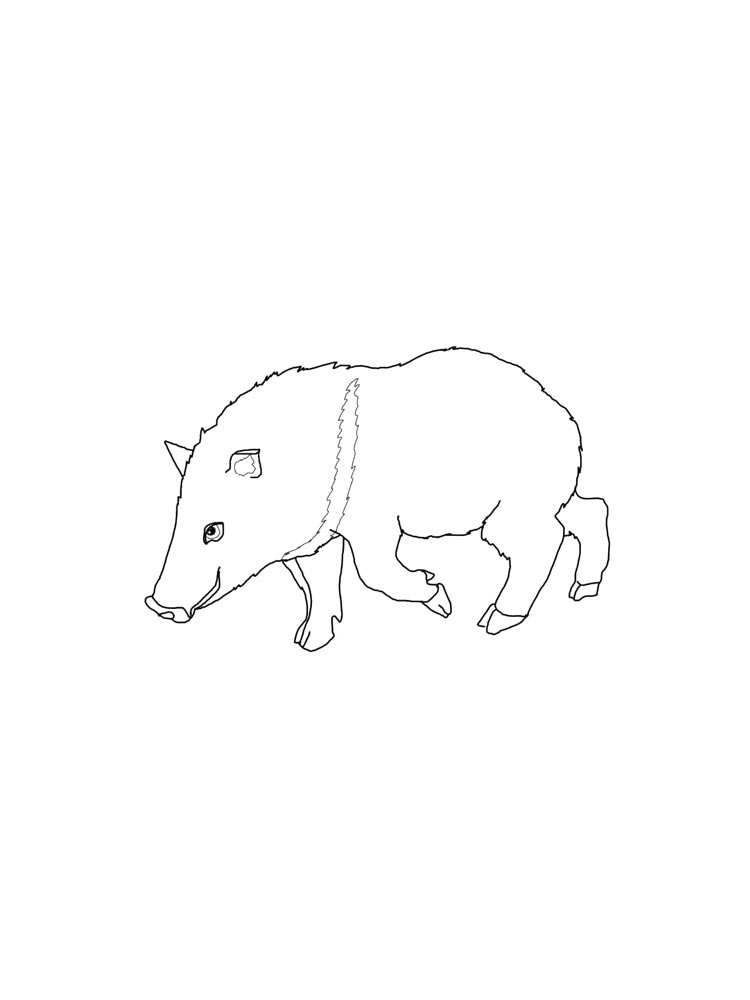 Peccary coloring pages